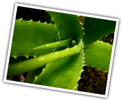 aloe vera Composición Química