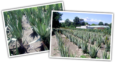 labs2000 aloe vera